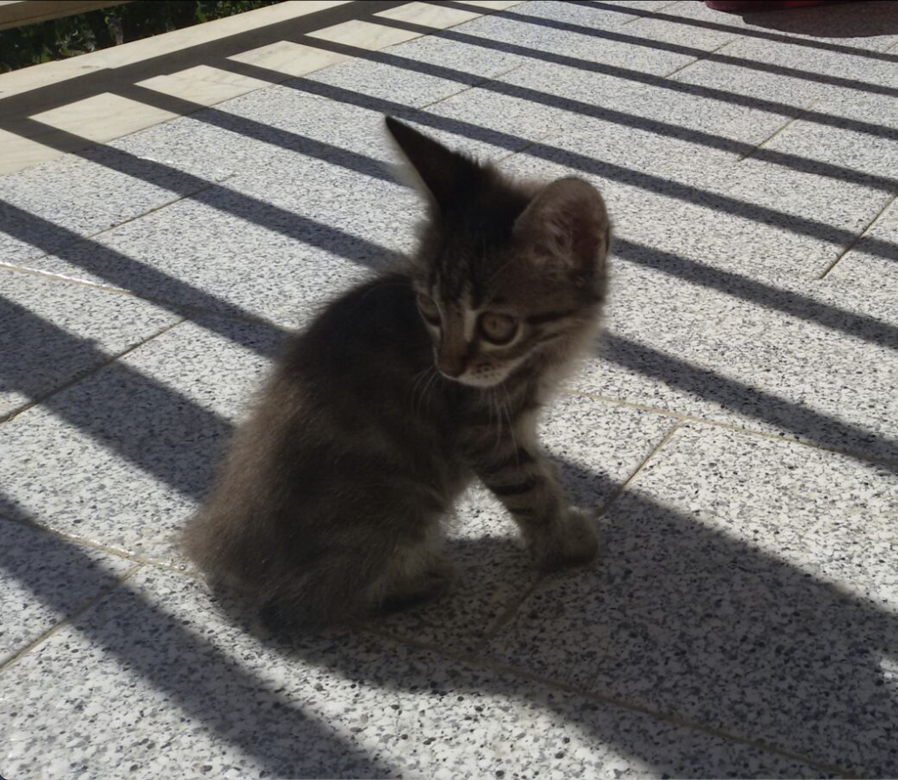 Cucciola