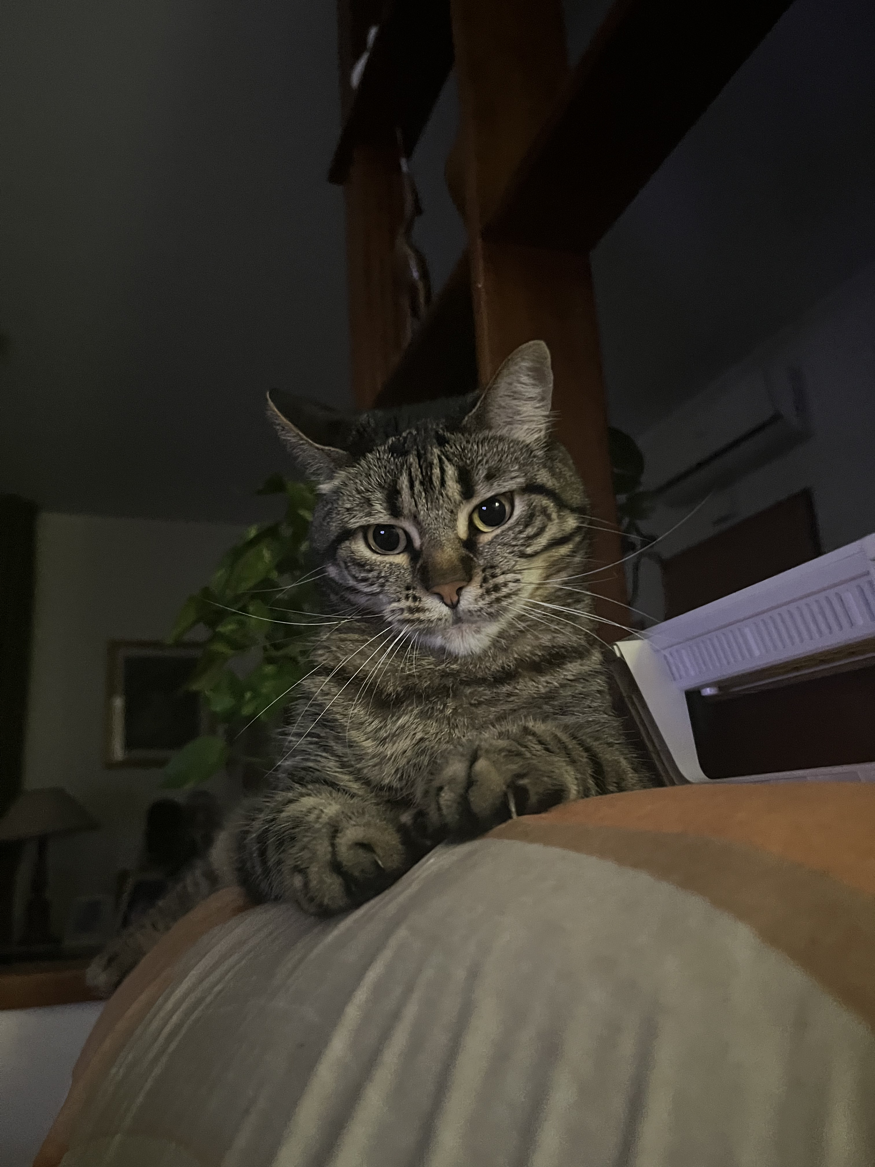 Nika